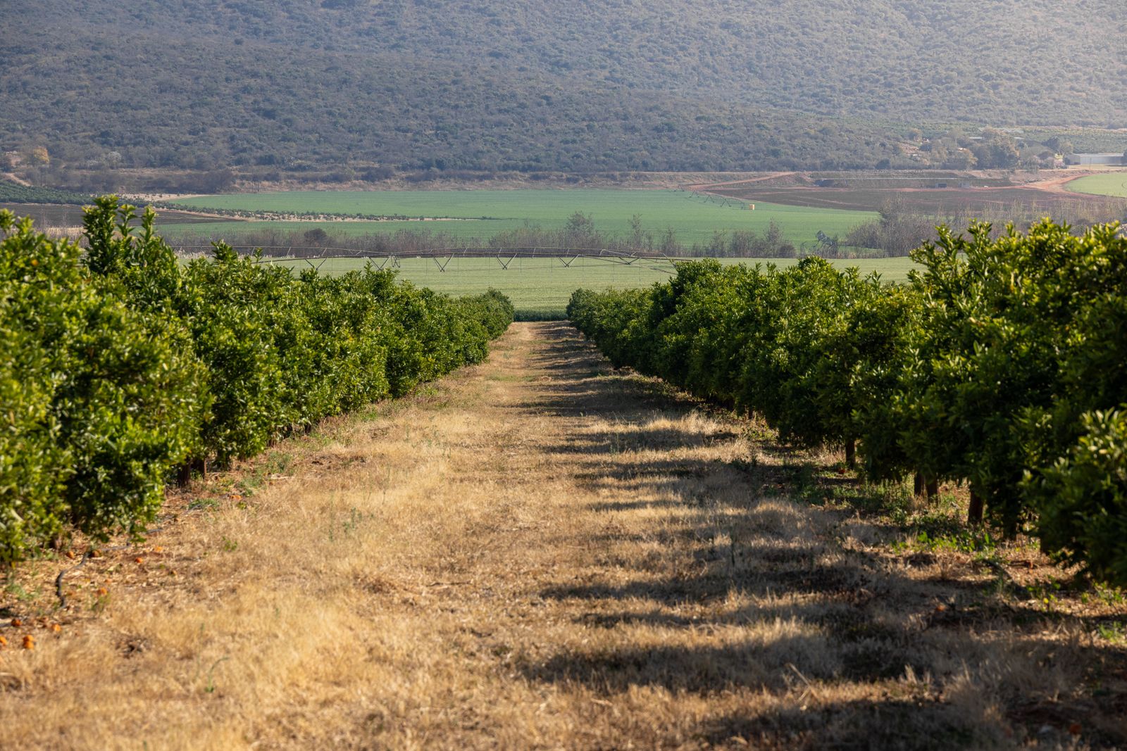 San Joaquin Valley farmland with irrigation infrastructure